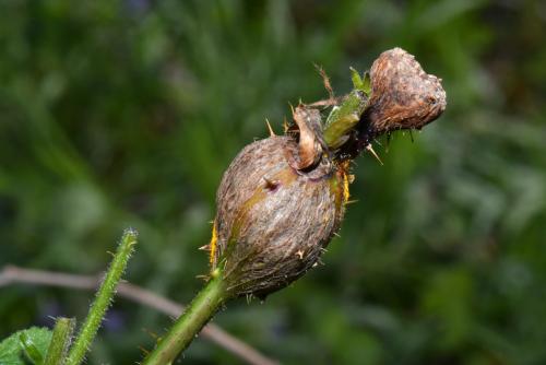 Lasioptera rubi